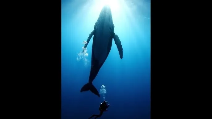 里番在线观看视频 - 深蓝星球：探索海洋深处的未知世界